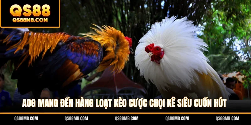 AOG mang đến hàng loạt kèo cược chọi kê siêu cuốn hút