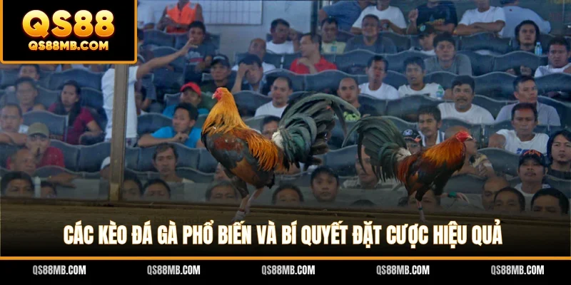 Các Kèo Đá Gà Phổ Biến Và Bí Quyết Đặt Cược Hiệu Quả