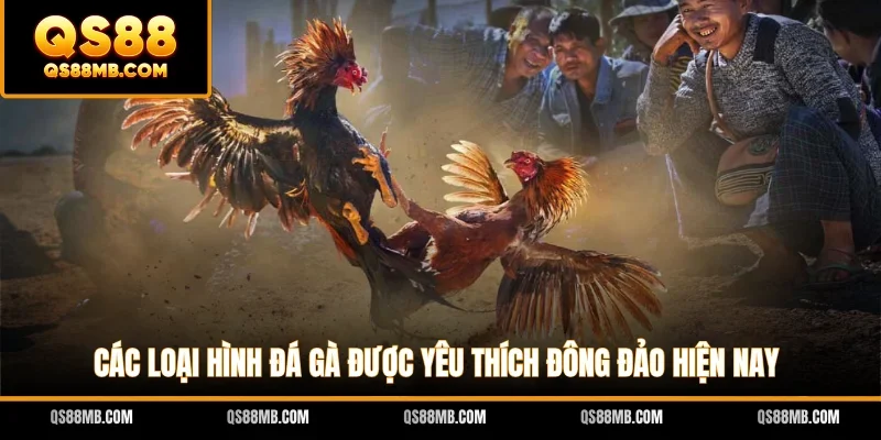 Các loại hình đá gà được yêu thích đông đảo hiện nay