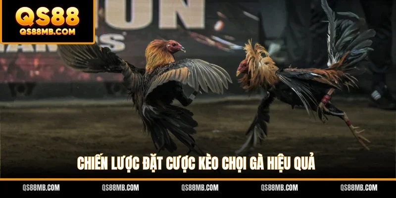 Chiến lược đặt cược kèo chọi gà hiệu quả