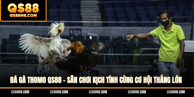 Đá Gà Thomo QS88 - Sân Chơi Kịch Tính Cùng Cơ Hội Thắng Lớn