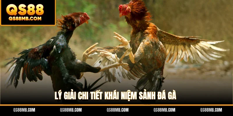Lý giải chi tiết khái niệm sảnh đá gà