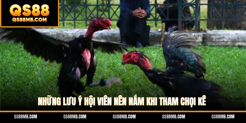 Những lưu ý hội viên nên nắm khi tham chọi kê