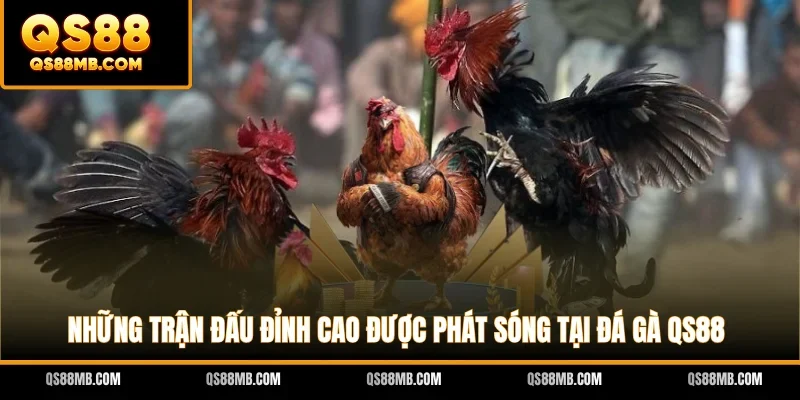 Những trận đấu đỉnh cao được phát sóng tại đá gà QS88