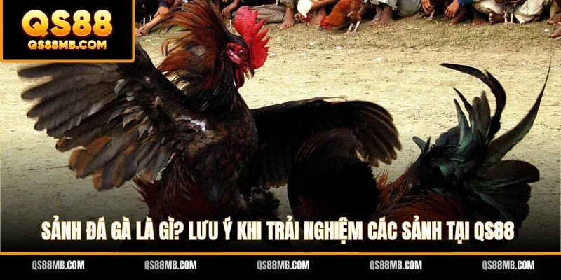 Sảnh Đá Gà Là Gì? Lưu Ý Khi Trải Nghiệm Các Sảnh Tại QS88