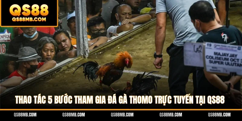 Thao tác 5 bước tham gia đá gà Thomo trực tuyến tại QS88